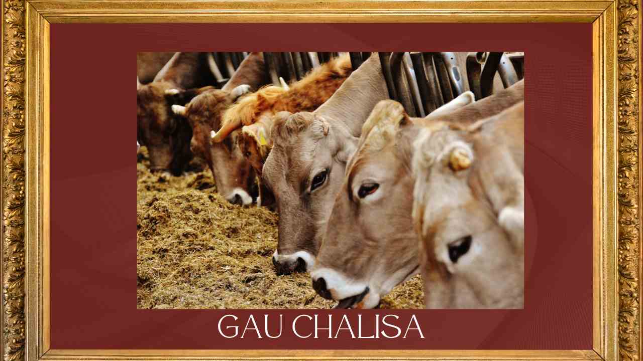 Gau Chalisa