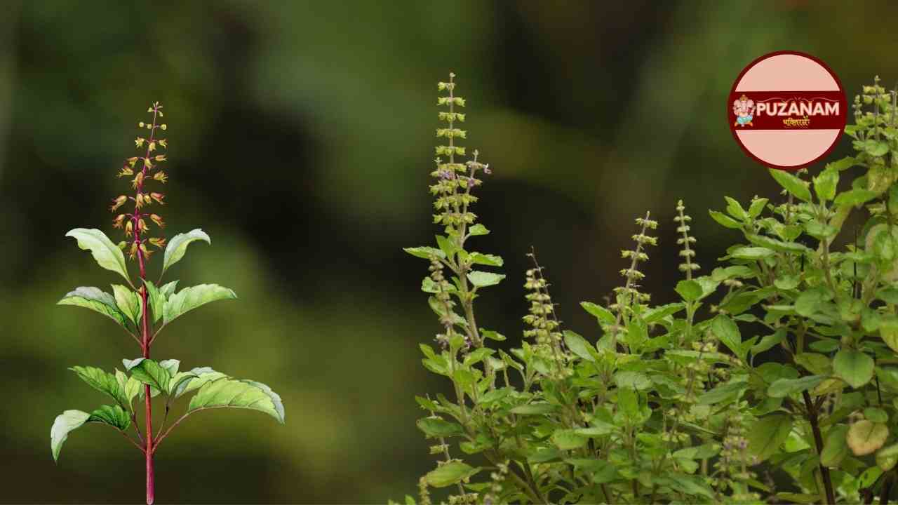 Tulsi Chalisa